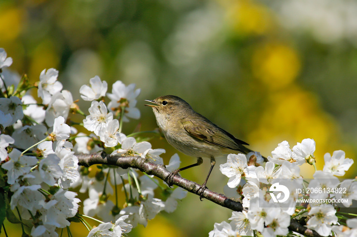 Zilpzalp (Phylloscopus collybita) singendes Männchen sitzt in blühendem Kirschbaum, Brandenburg, Deu