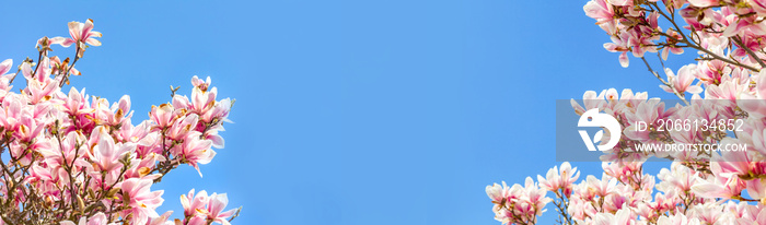 Magnolie vor blauem Himmel im Frühling