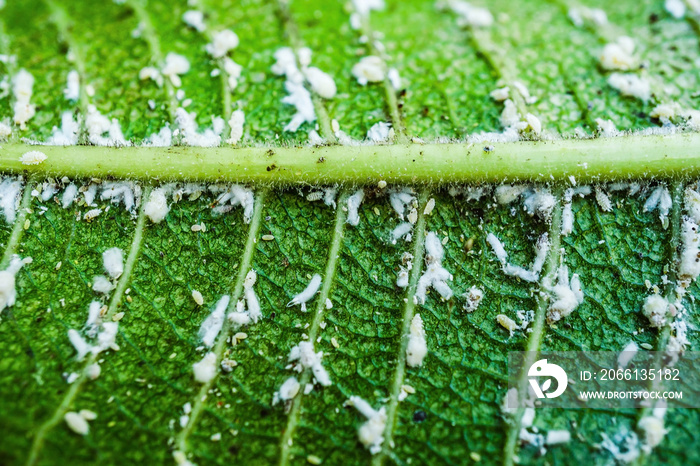 White aphids are close on leaves for background.