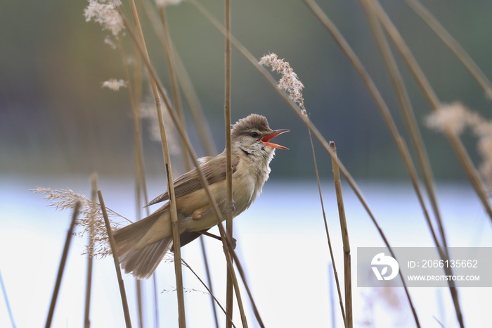 great reed warbler perched on reeds. Wildlife scene from nature. Acrocephalus arundinaceus)