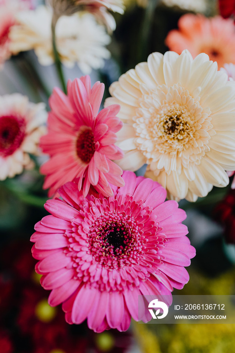 Pink and white Gerbera daisies