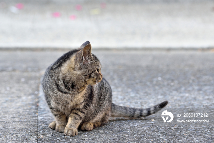 天草の野良猫