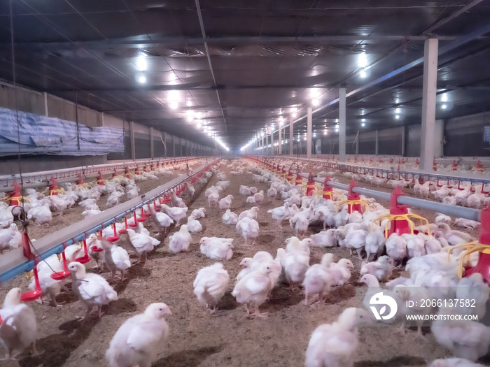 The chicken in the smart farming