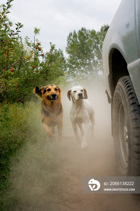 Dogs running behind car