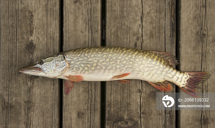 Pike (Esox lucius) on a wooden deck