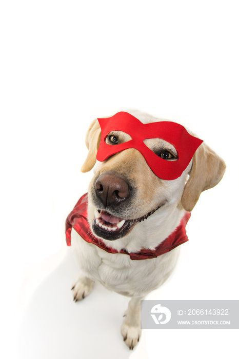 狗狗超级英雄服装。上面的拉布拉多戴着红色口罩和斗篷。狂欢节或万圣节。I
