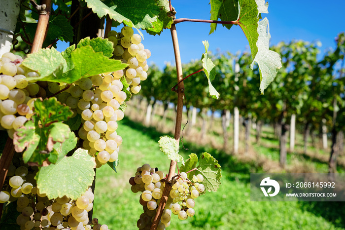 White grapes with leaves growing at vineyard in summer