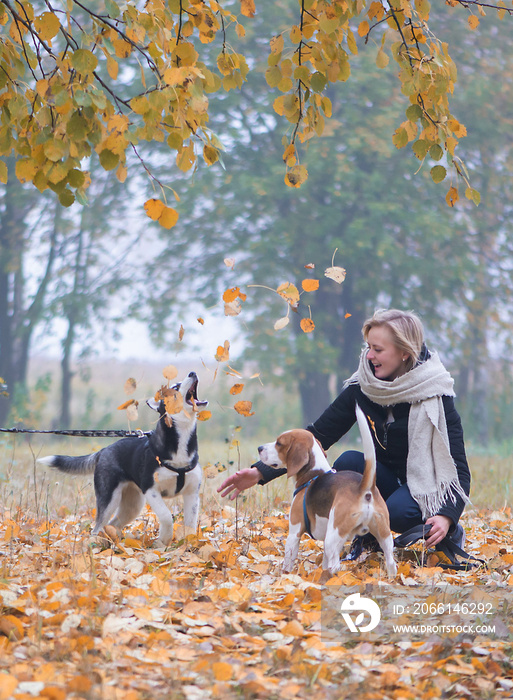 Young woman pet owner with two dogs playing in autumn leaves