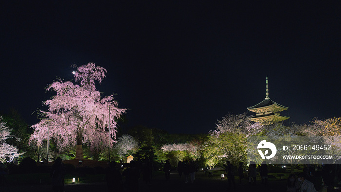 京都 東寺 闇夜に照らし出された一本桜と五重塔