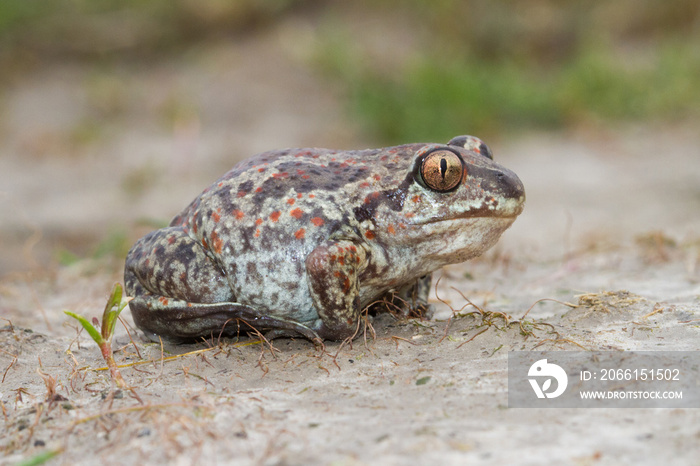 Common Spadefoot toad Pelobates fuscus