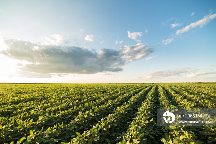 Green ripening soybean field, agricultural landscape