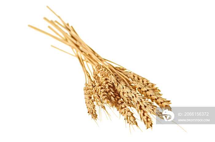 One beautiful bunch of ripe wheat with many grain for production flour and baking products isolated 