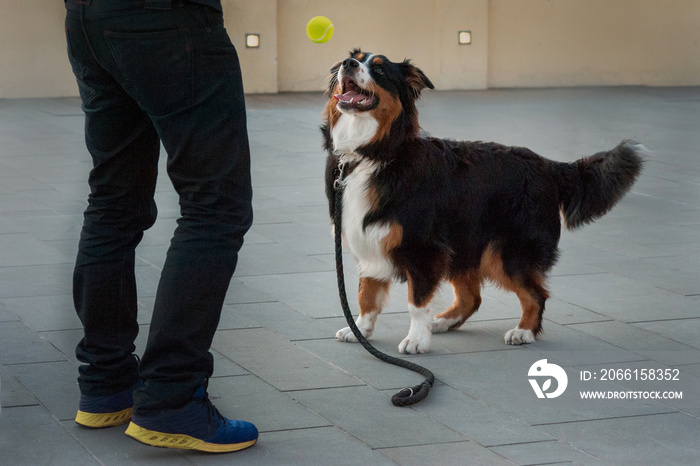 快乐的英国牧羊犬与主人玩耍