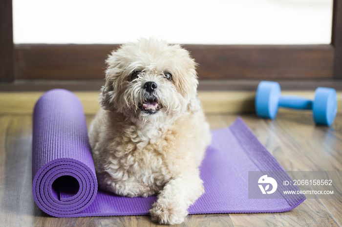 狗坐在瑜伽垫上，专注于锻炼和倾听