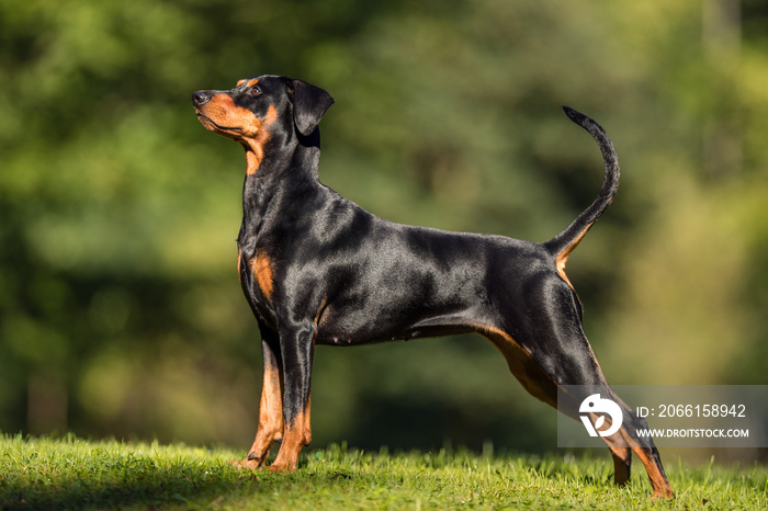 Portrait of a dog