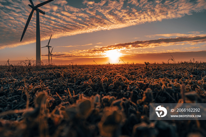 Three commercial wind turbines in thick fog at sunrise in the English countryside