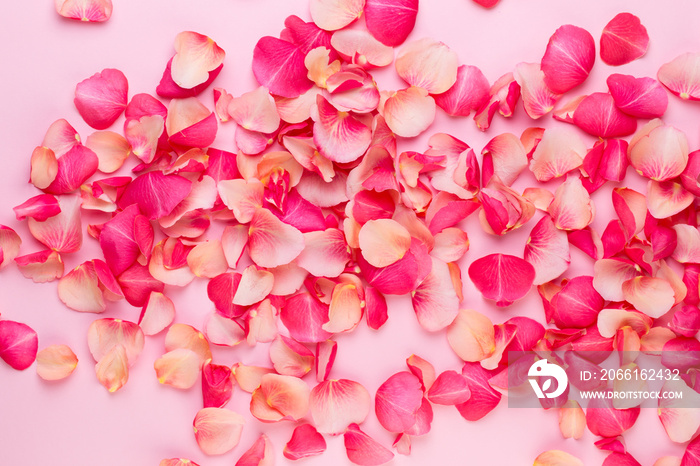 Valentines Day. Rose flowers petals on white background. Valentines day background. Flat lay, top v