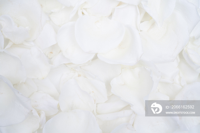 白玫瑰花瓣平躺背景