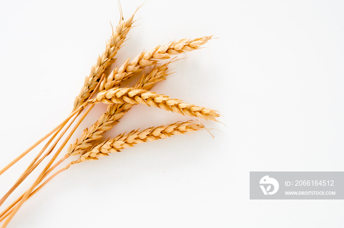 Wheat ears isolated on white background