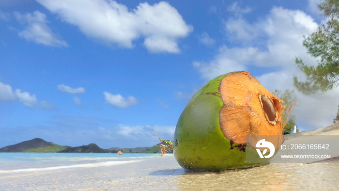 Noix de coco fraîche sur le sable à Antigua, plage de la vallée de léglise.