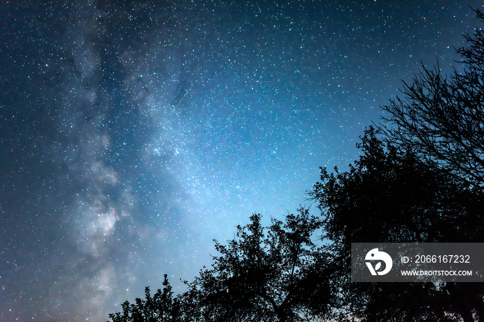 银河系和树木背景下的夜空。