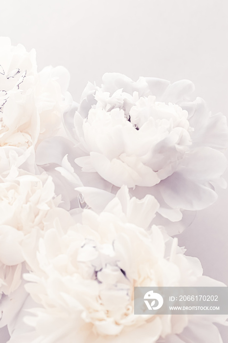 在紫罗兰色背景下绽放牡丹花作为花卉艺术，婚礼装饰和奢侈品牌设计