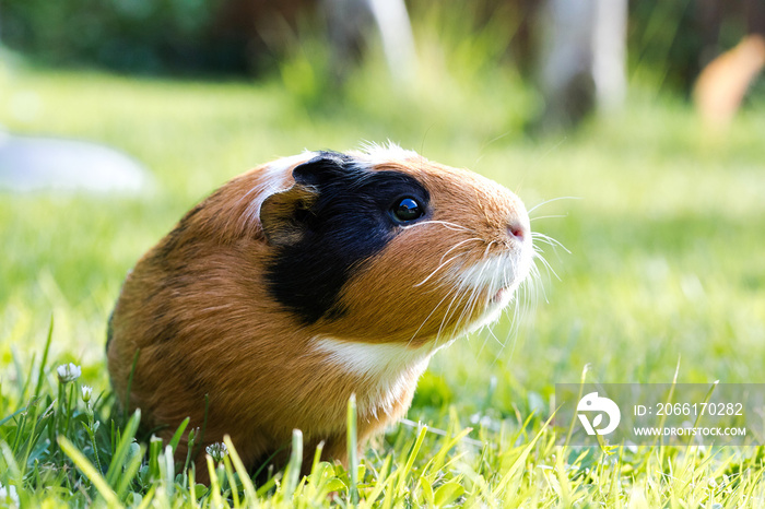 Guinea pig (Cavia porcellus)