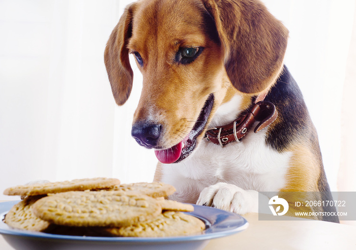 小猎犬小狗和桌子上的饼干