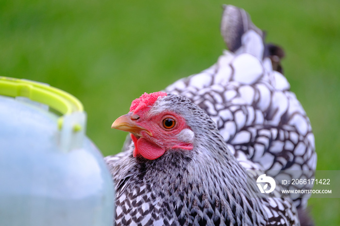 Pedigree Wyandotte Hens seen in a private garden in late spring, looking for food or drinking from a