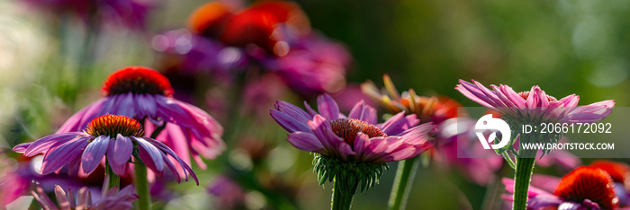 The Echinacea - coneflower close up in the garden