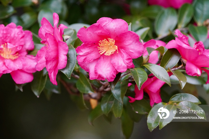 camellia flowers