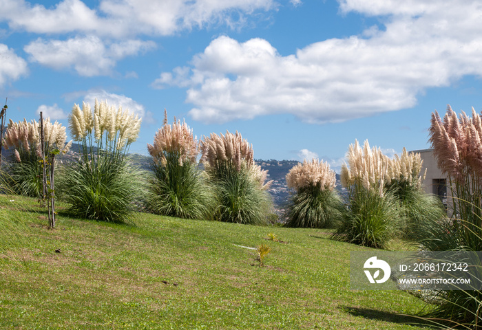 Decorative garden with bush of blooming pampas grass