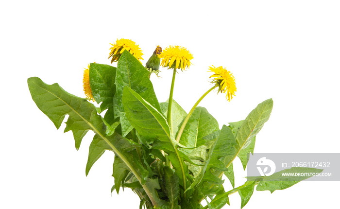 dandelion flower isolated