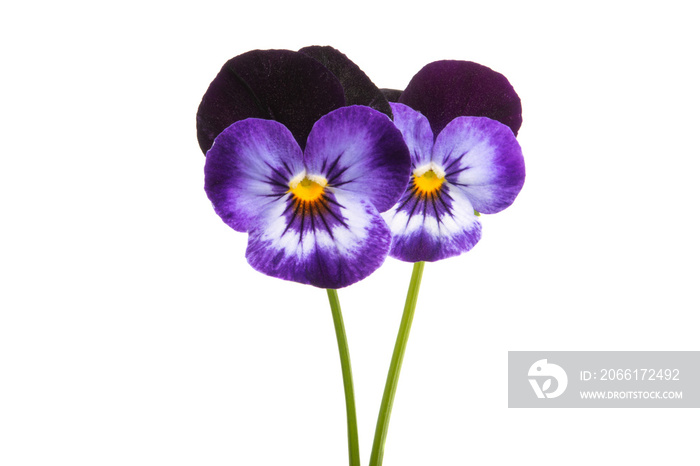 pansy flower isolated