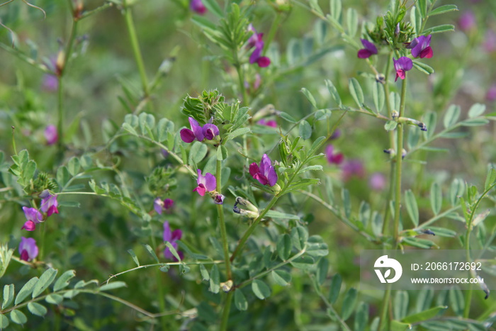 Common vetch flowers