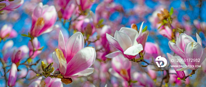盛开的木兰树上开出粉红色的木兰花