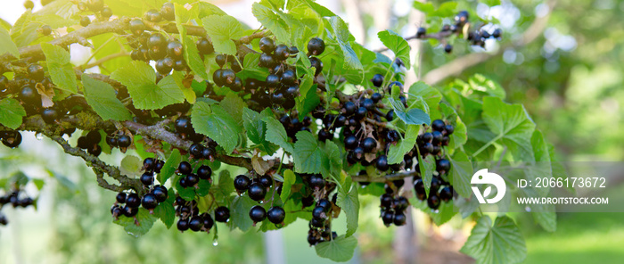 Black currant berries on a branch in summer garden.