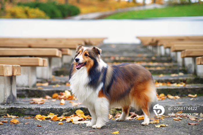 Fluffy sable Sheltie dog staying on the stairs near wooden benches in autumn park