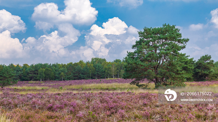 荷兰Gelderland Ede市Veluwe自然公园紫色盛开的石南花之间的树