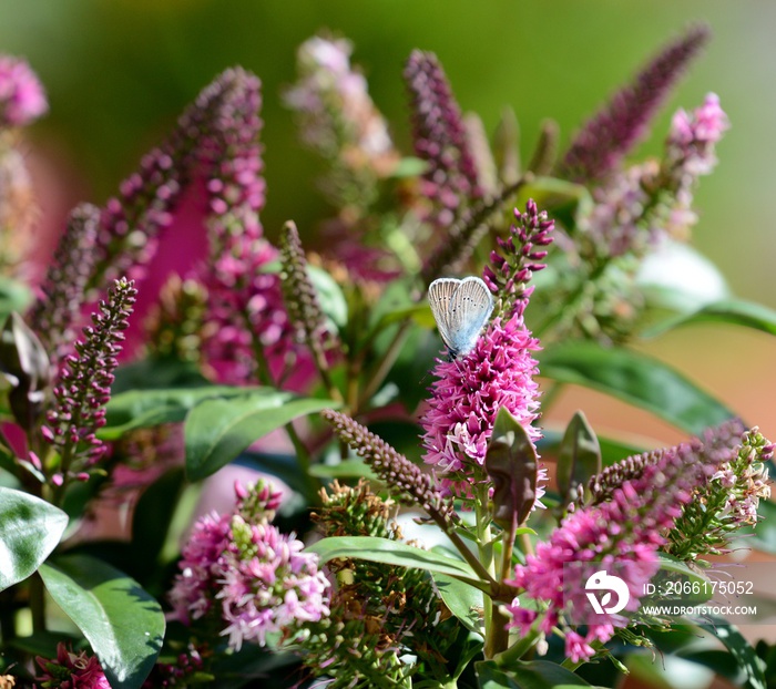 butterfly Polyommatus icarus on plant with purple flowers Veronica spicata