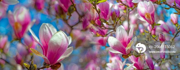 盛开的木兰树上开出粉红色的木兰花