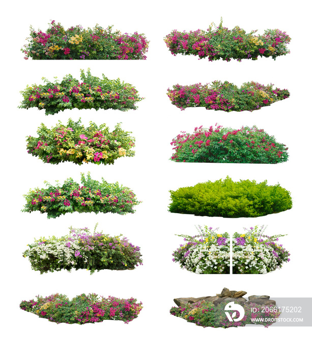 Big bouquet  fresh bush  blooming bougainvillea on isolated white background with copy space and cli