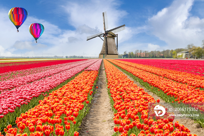 Landscape of Netherlands bouquet of tulips with hot air ballon.