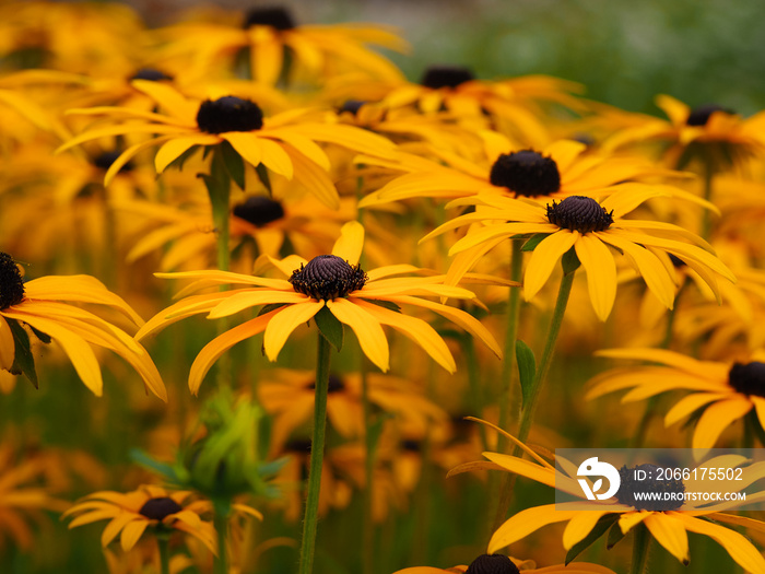 Yellow black-eyed susans, Rudbeckia hirta, flowering in a summer garden