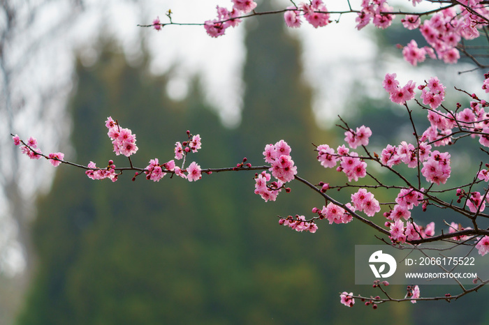 The pink plum in spring