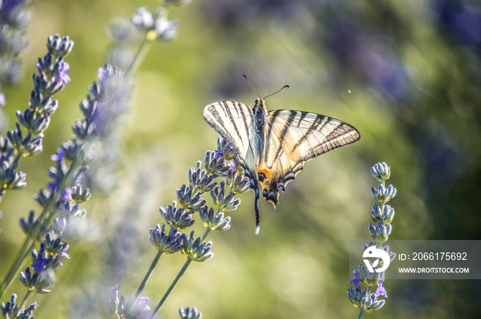 一只美丽的蝴蝶栖息在田野里盛开的薰衣草花上的特写镜头