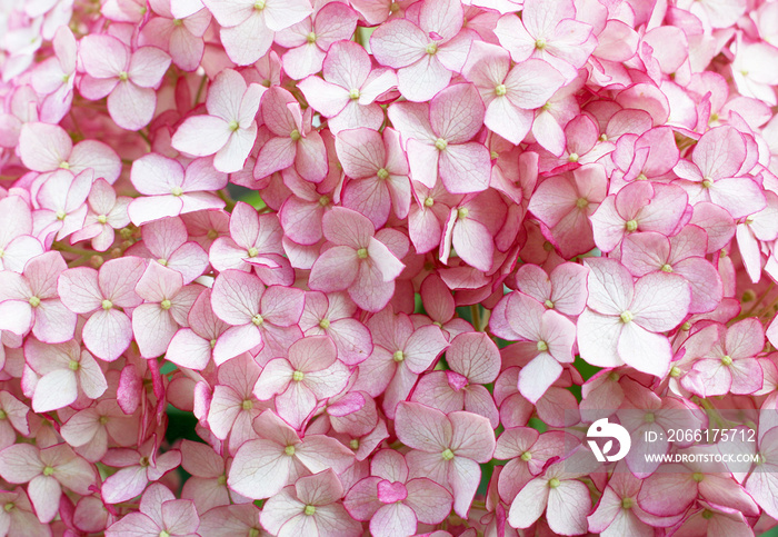 pink hydrangea