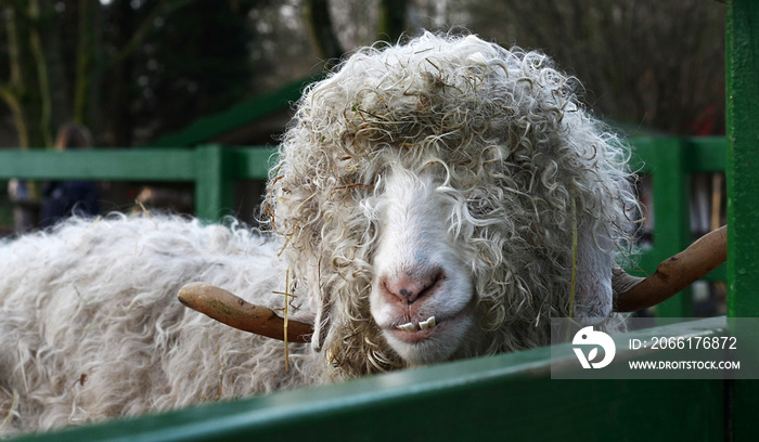 Gehörnter Schafbock mit Dauerwelle-Locken und Unterbiss schaut dumm aus der Wäsche