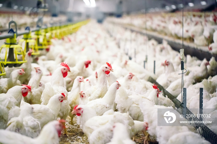 Indoors chicken farm, chicken feeding