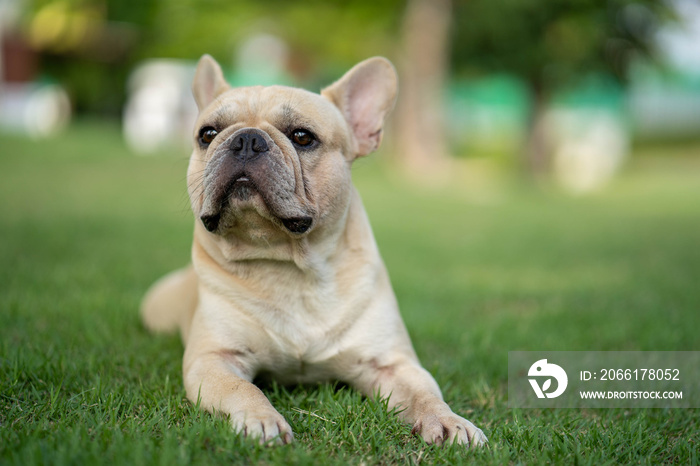 Cute french bulldog is playing sitting down in the park to let its owner taking the picture